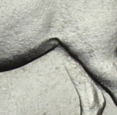 Detail Převalský