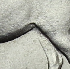 Detail Převalský